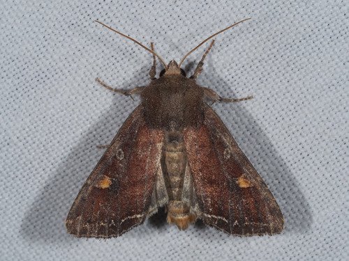 Bright-line Brown-eye
