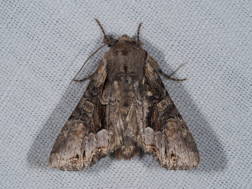 Light Brocade