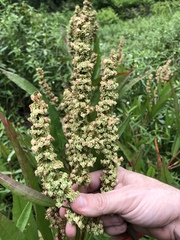 Rumex floridanus