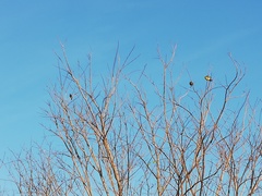 Cacomantis merulinus