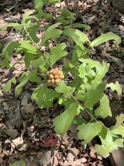 Andricus quercusformosus