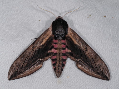 Privet Hawkmoth