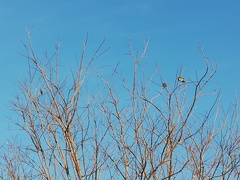 Cacomantis merulinus