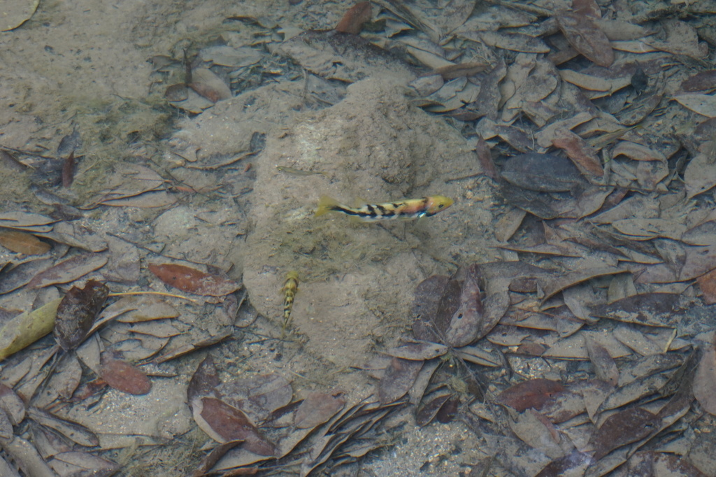 Arroyo cichlid (Theraps irregularis) — Cichlidae