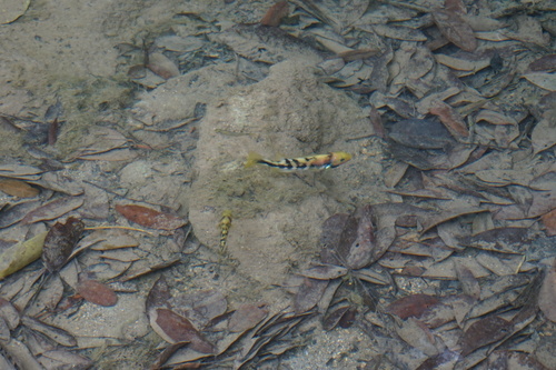 Arroyo cichlid (Theraps irregularis) — Cichlidae