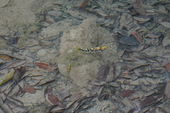 Arroyo Cichlid photo 3