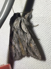 Egira crucialis
