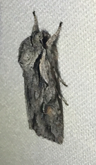 Egira crucialis