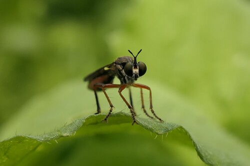 Stripe-legged Robber Fly