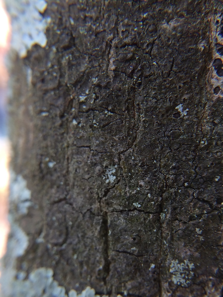 Pseudosagedia