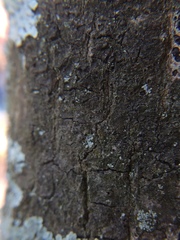 Pseudosagedia cestrensis