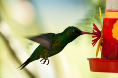 Chlorostilbon lucidus