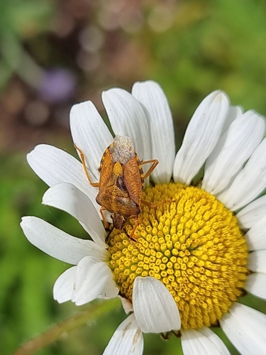 Black-shouldered Shieldbug