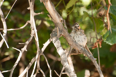 Zonotrichia capensis