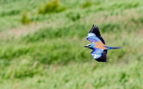European Roller
