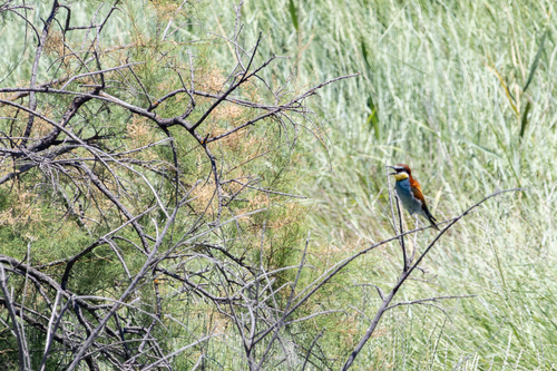 European Bee-eater