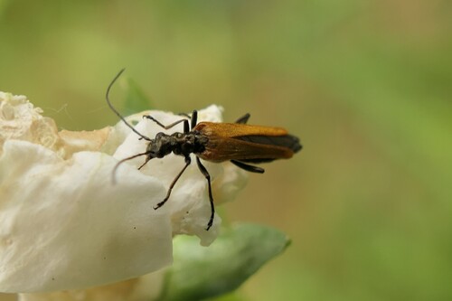 Oedemera femorata