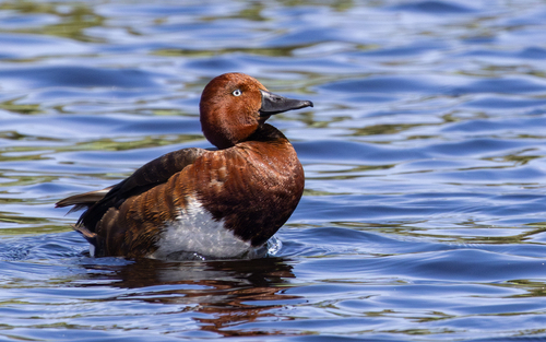 Ferruginous Duck