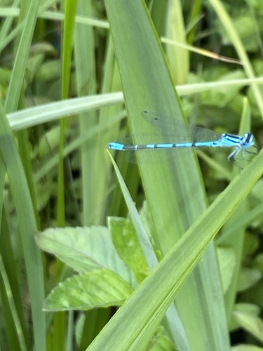 Azure Damselfly