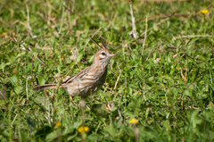 Coryphistera alaudina