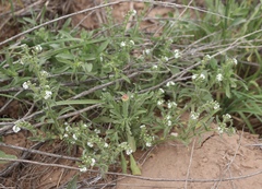 Cryptantha crassisepala crassisepala