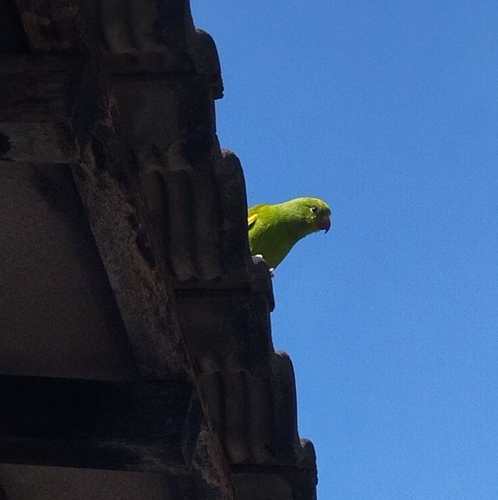 Yellow-chevroned Parakeet
