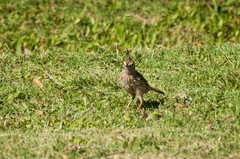 Coryphistera alaudina