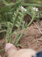 Cryptantha crassisepala crassisepala