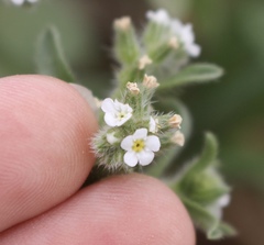 Cryptantha crassisepala crassisepala