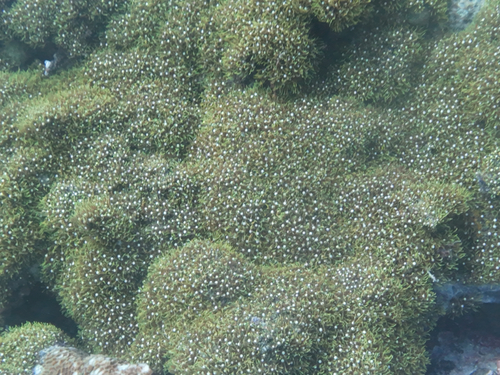 Briareum violaceum observed 2026-06-08