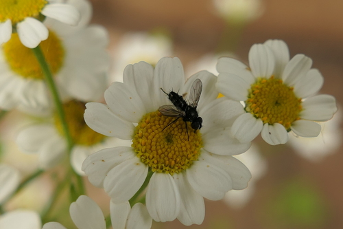 Pouting Woodlouse-fly