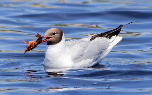Black-headed Gull