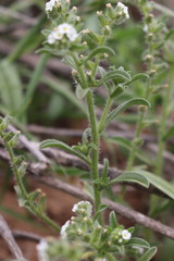 Cryptantha crassisepala crassisepala