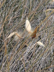 Lygeum spartum
