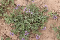 Phacelia popei