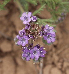 Phacelia popei