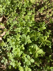 Galium pilosum