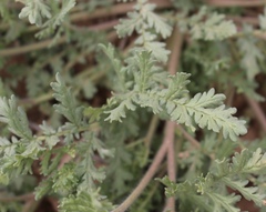 Phacelia popei