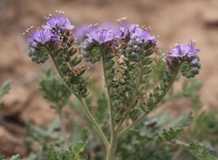 Phacelia popei