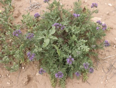 Phacelia popei