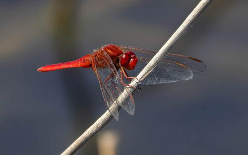 Broad Scarlet