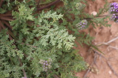 Phacelia popei