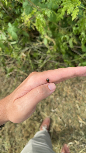 Asian Lady Beetle