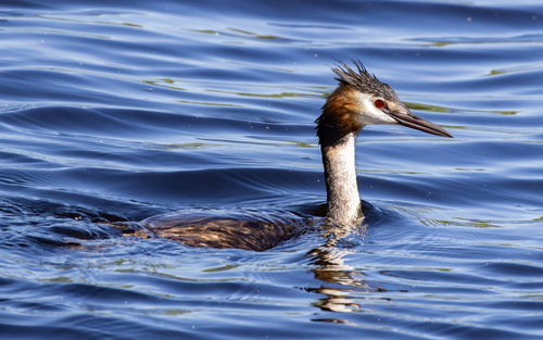Great Crested Grebe