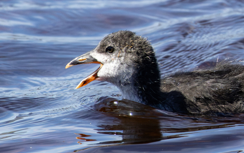 Eurasian Coot