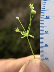 Galium parisiense