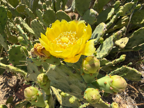 shell mound pricklypear