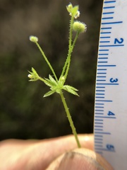 Galium parisiense