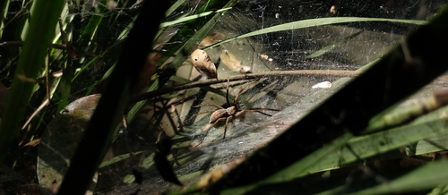 Aglaoctenus lagotis