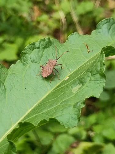 Dock Bug